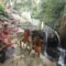 Kirab Budaya Mata Air di Kampung Kalilangse Semarang